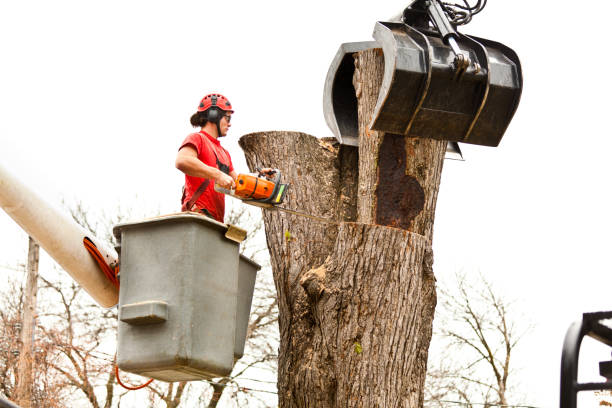 Best Tree Cabling and Bracing  in Shoreacres, TX